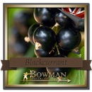 Bowman Blackcurrant (4635244593218)