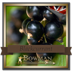 Bowman Blackcurrant (4635244593218)